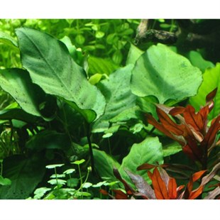 Anubias barteri ' Broad leaf' XL BoyGLB044