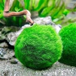 Moss Ball Yosun Topu